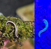Hawaiian Glow Millipedes
