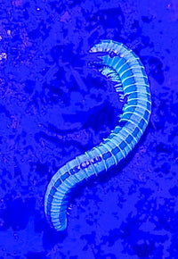 uv millipede