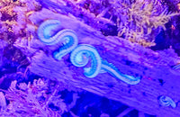 Hawaiian Glow Millipede