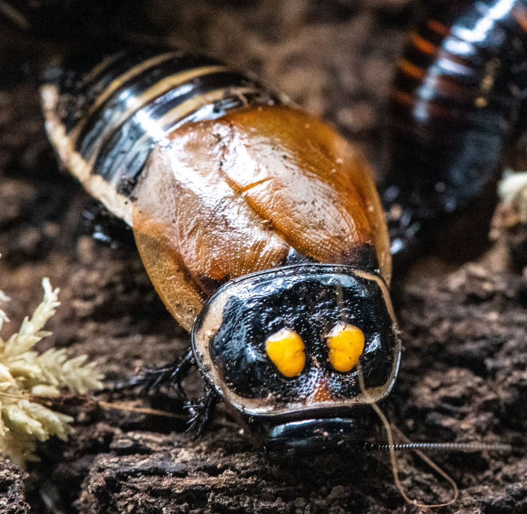 Headlight Cockroach