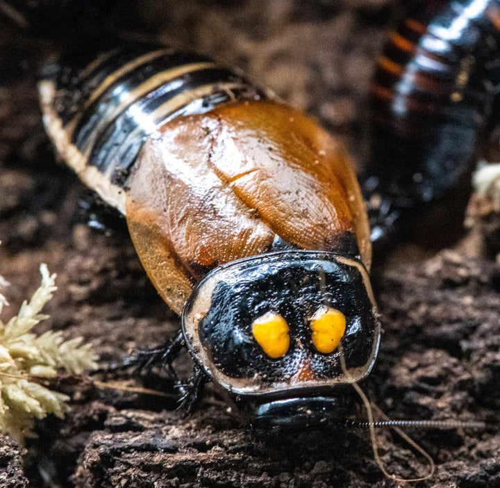 Headlight Cockroach