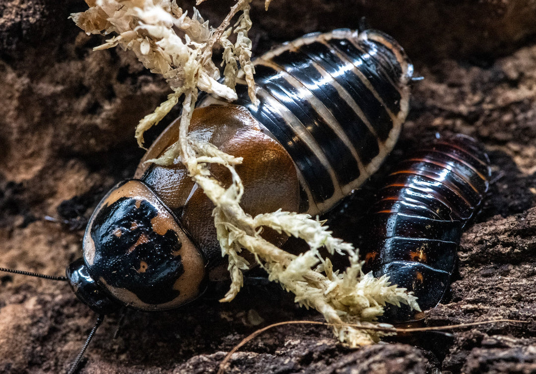 Headlight Cockroaches