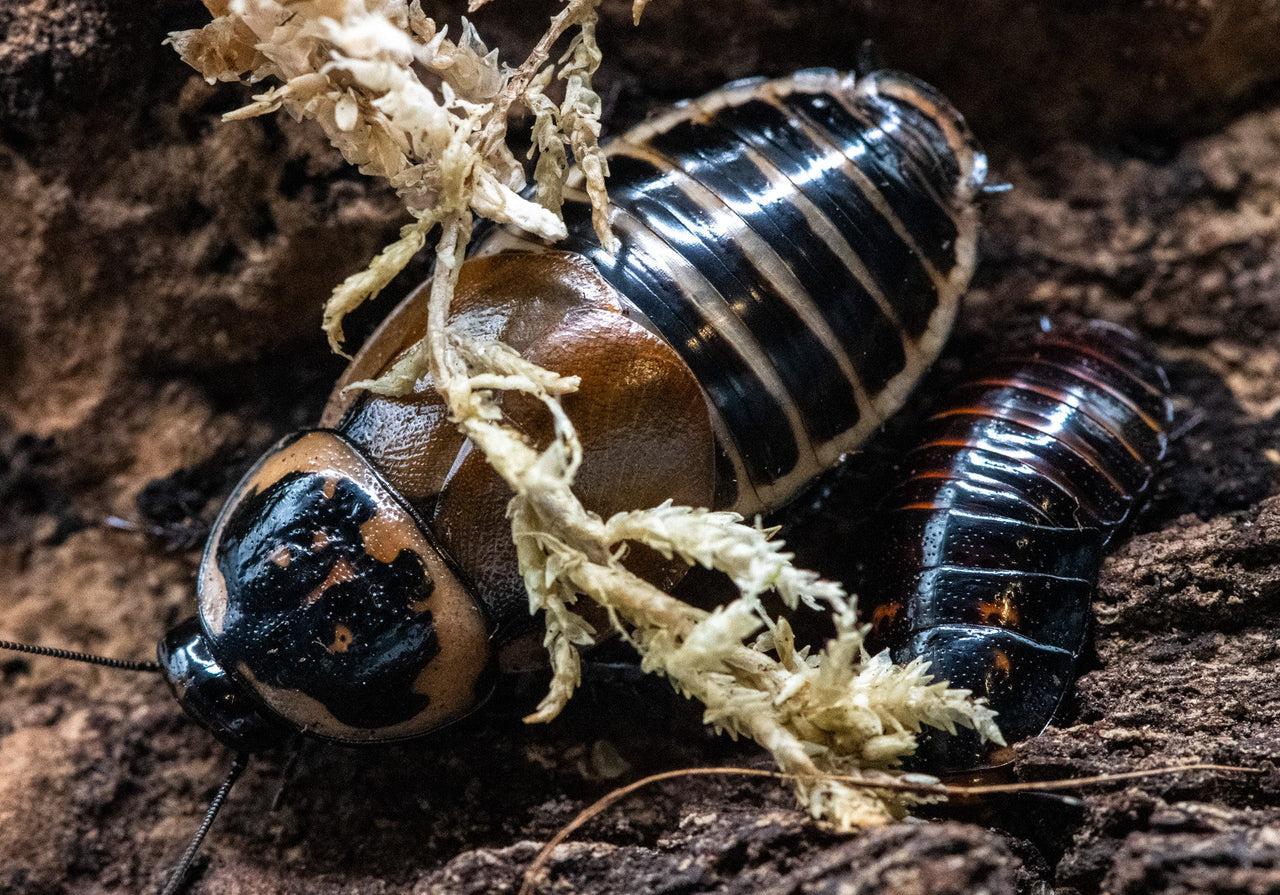 Headlight Cockroaches