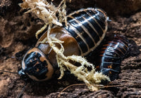 Headlight Cockroaches