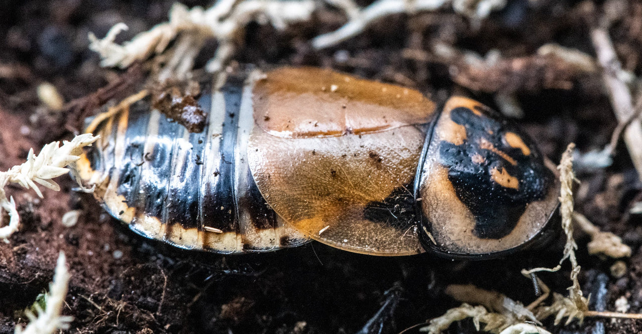 Lucihormetica Verrucosa