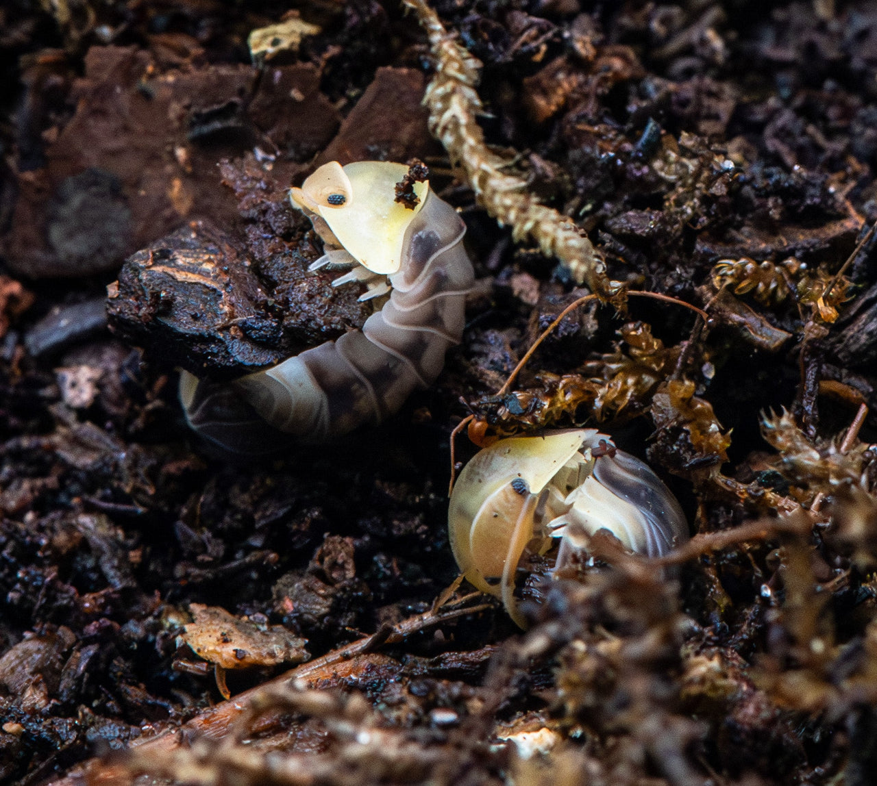 Helios Rubber Ducky Isopods (Cubaris sp.)