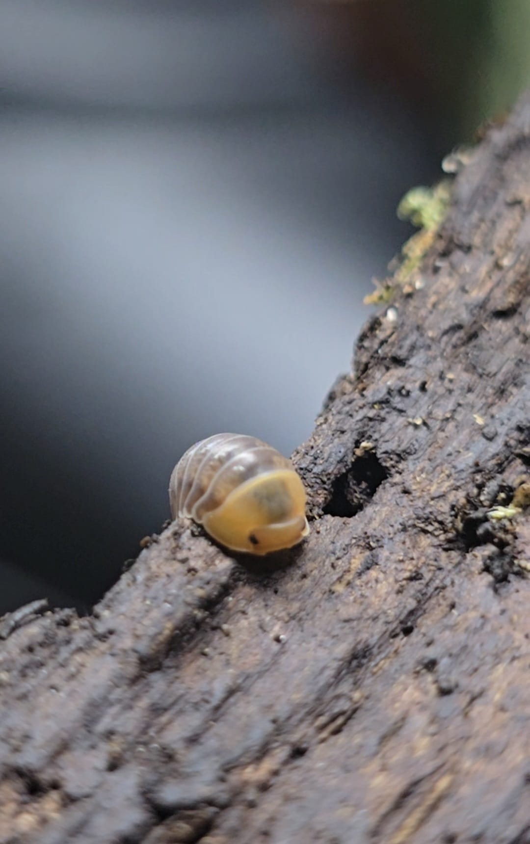 Helios Rubber Ducky Isopods (Cubaris sp.)