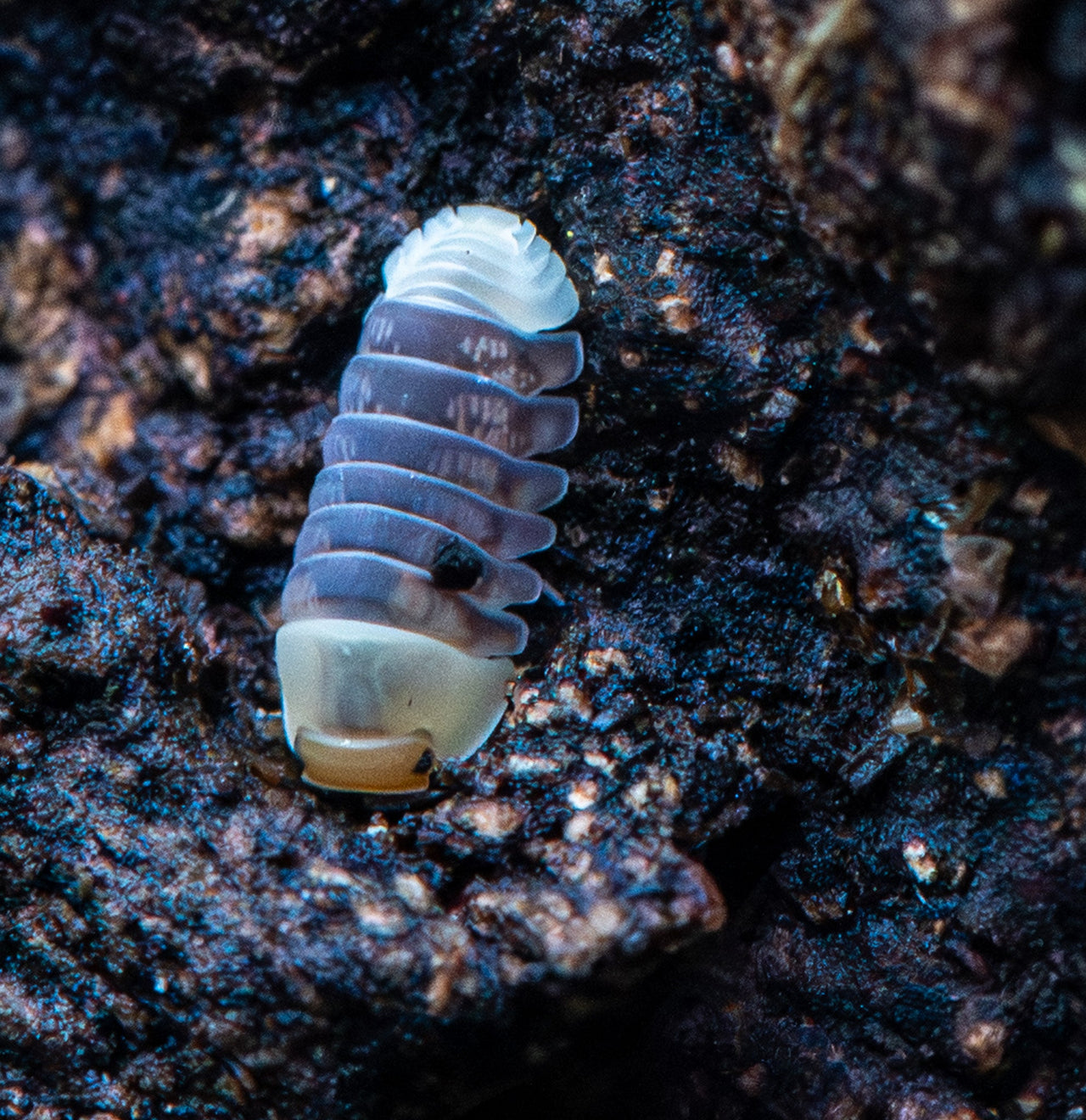 Helios Rubber Ducky Isopods (Cubaris sp.)
