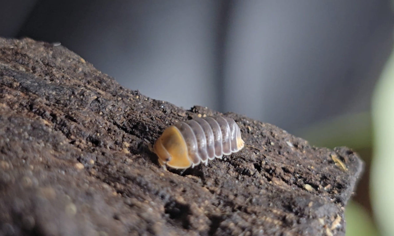 Helios Rubber Ducky Isopods (Cubaris sp.)