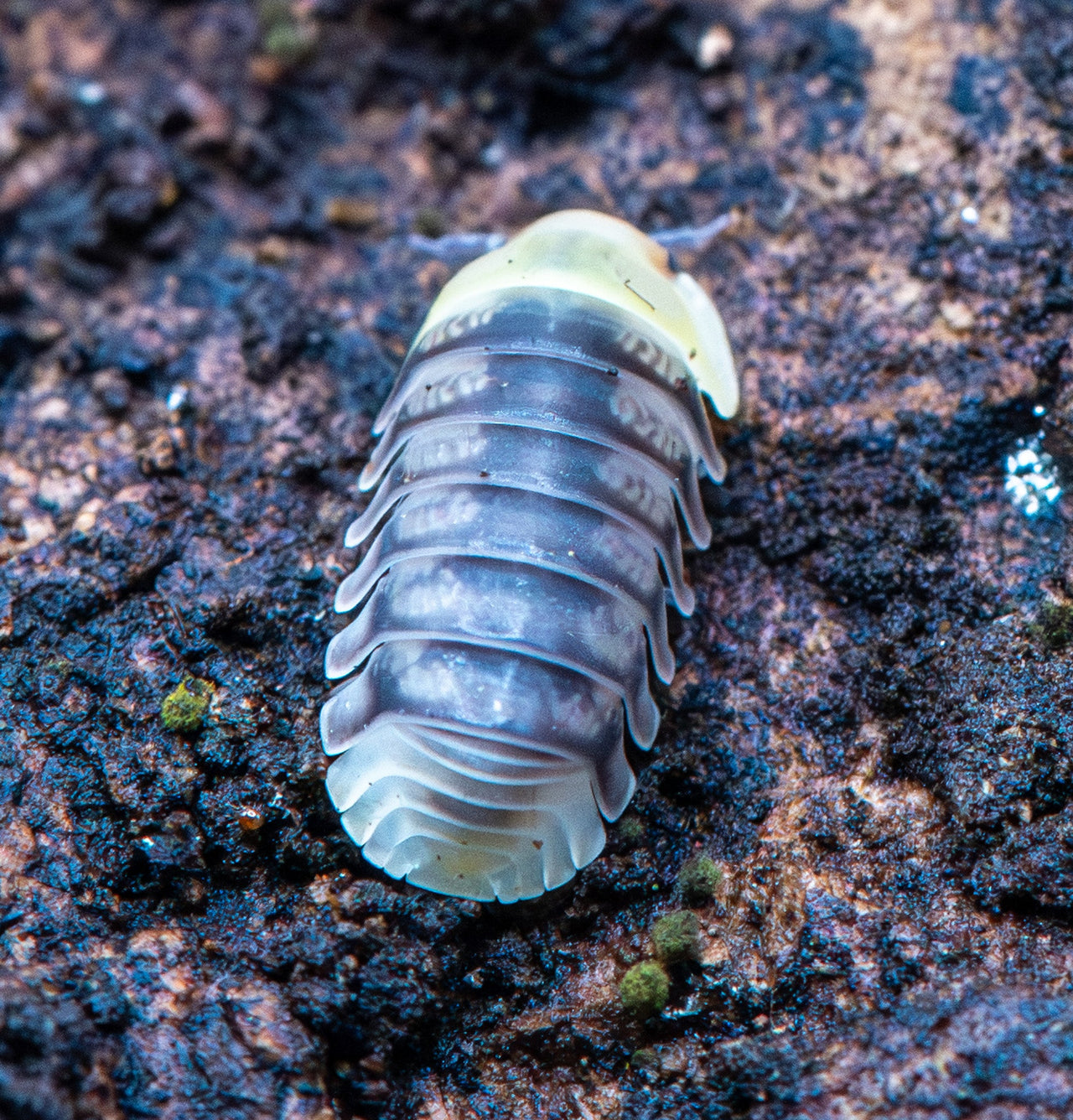 Helios Rubber Ducky Isopods (Cubaris sp.)
