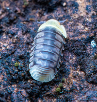 Helios Rubber Ducky Isopods (Cubaris sp.)