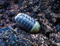 Helios Rubber Ducky Isopods (Cubaris sp.)