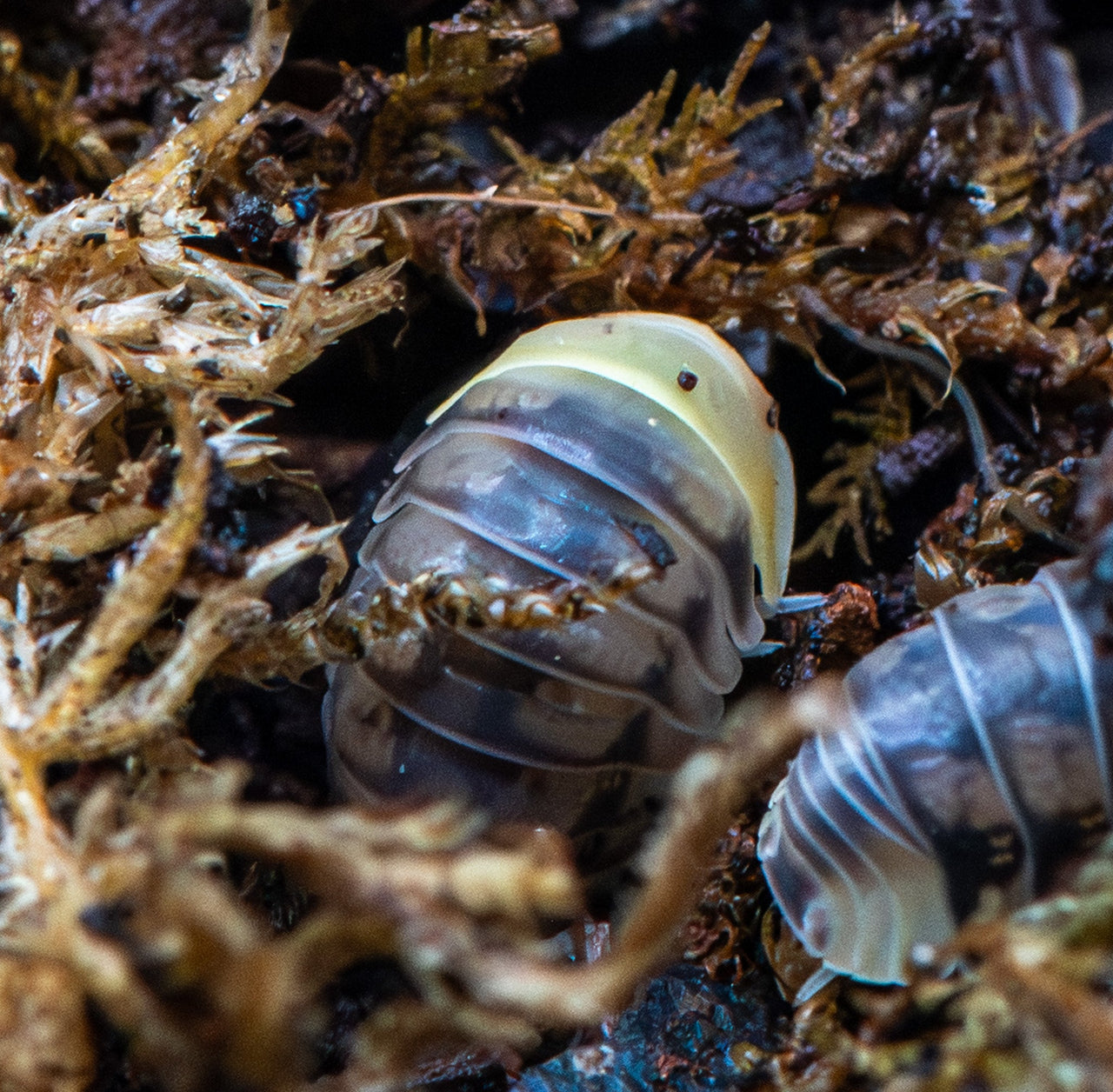 Helios Rubber Ducky Isopods (Cubaris sp.)