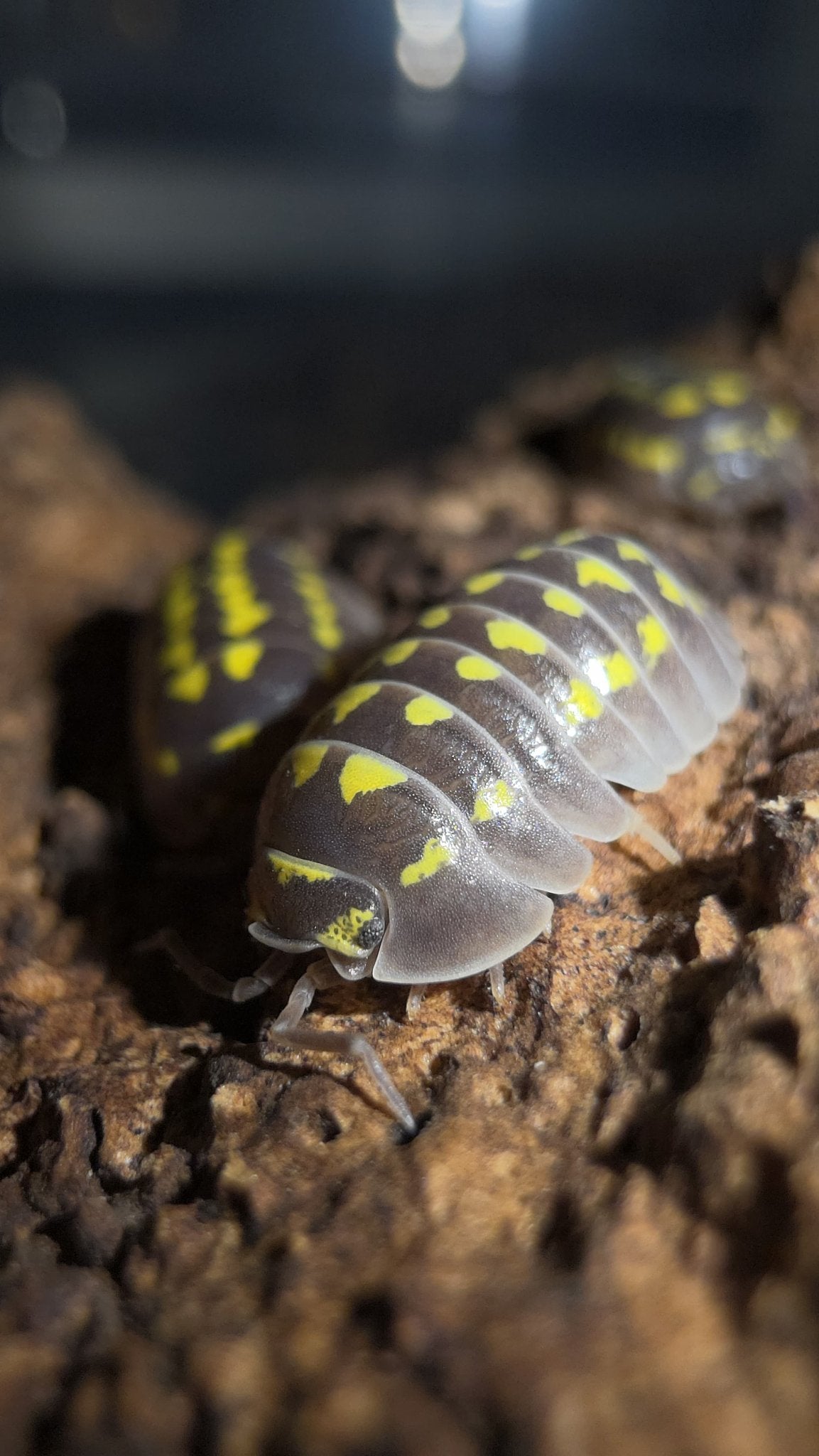 High Yellow Spotted Giant Isopods (Armadillidium Gestroi)