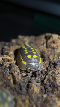 High Yellow Spotted Giant Isopods (Armadillidium Gestroi)