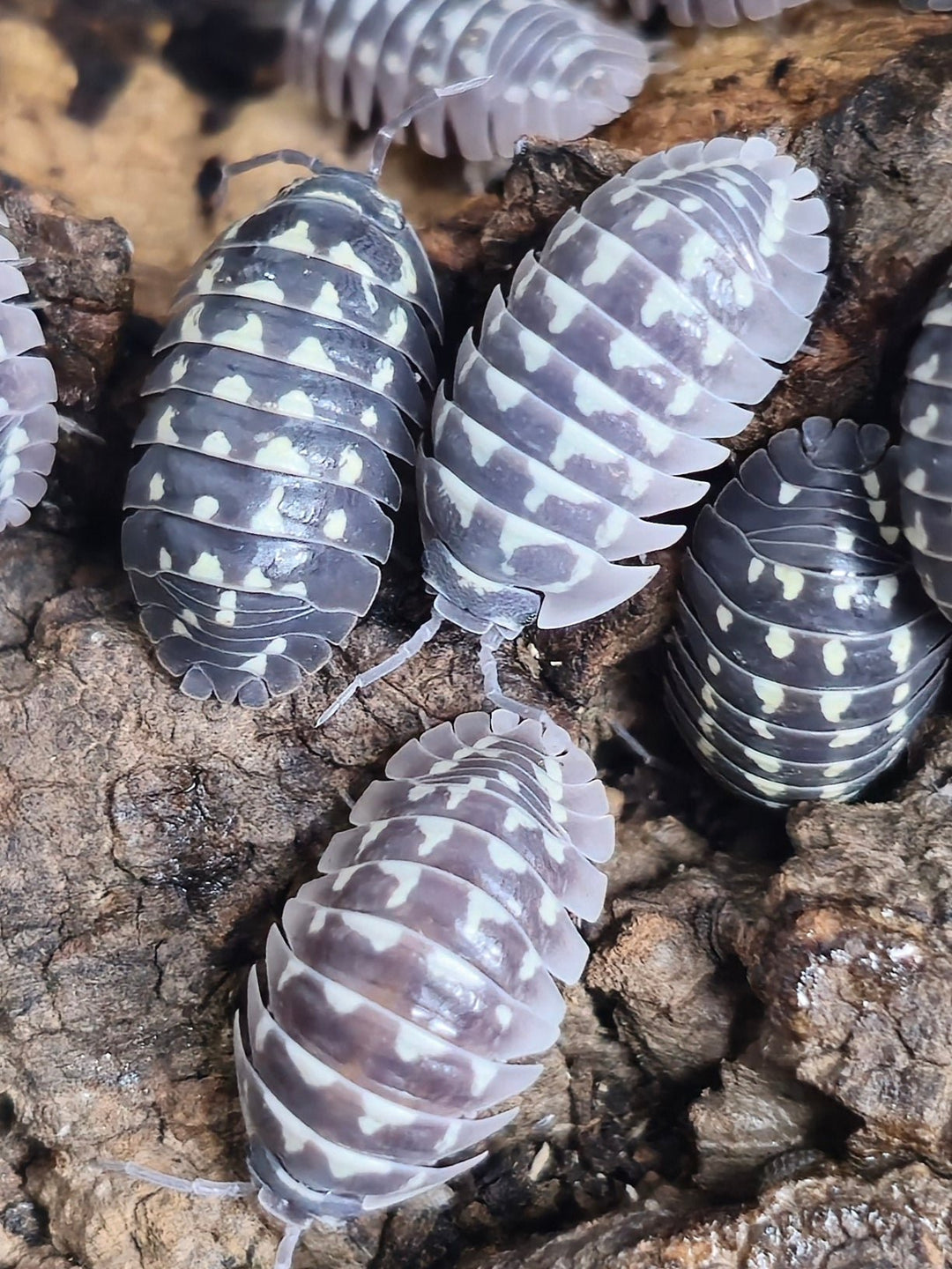 five large isopods filling the frame on dark bark, dark grey-purple shells with bold cream-white blotches, and enough detail to see the individual segment edges and legs