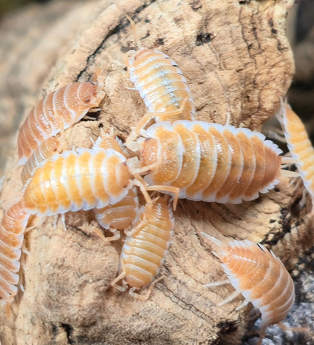 Hoffmannseggii Orange Isopods (Porcellio)