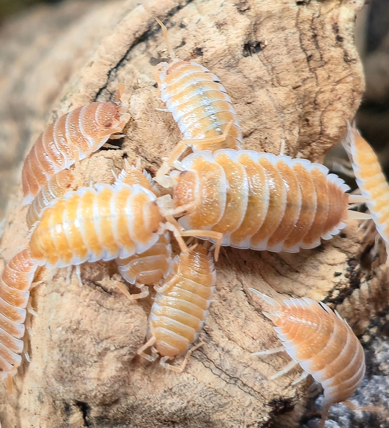 Hoffmannseggii Orange Isopods (Porcellio) - Isopods For Sale UK I PostPods
