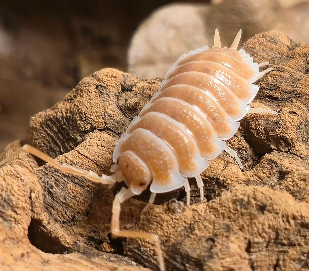 Hoffmannseggii Orange Isopods (Porcellio)