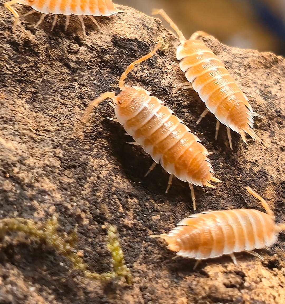 Hoffmannseggii Orange Isopods (Porcellio)
