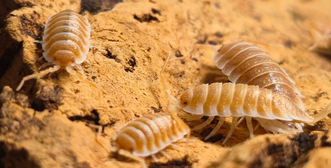Hoffmannseggii Orange Isopods (Porcellio)