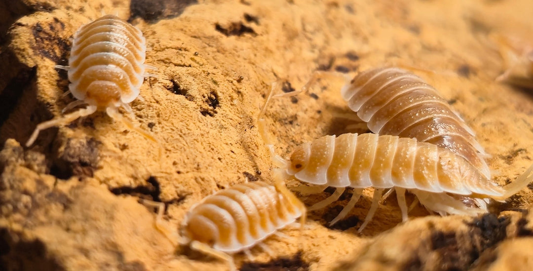 Hoffmannseggii Orange Isopods (Porcellio)