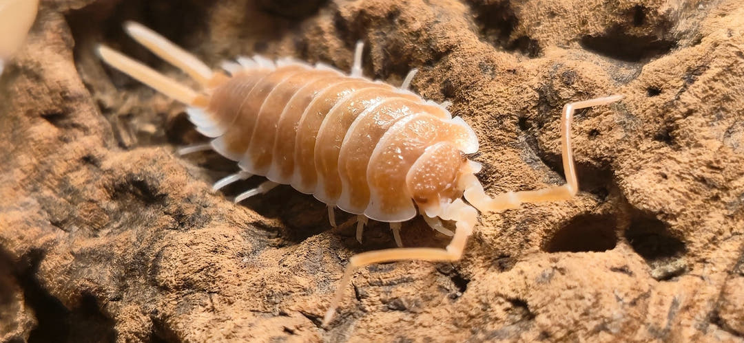 Hoffmannseggii Orange Isopods (Porcellio)