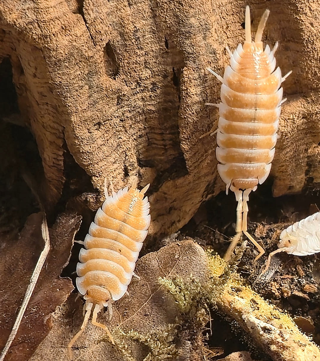 Hoffmannseggii Orange Isopods (Porcellio)