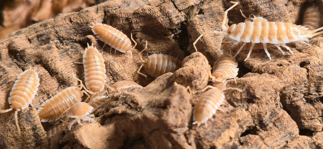 Hoffmannseggii Orange Isopods (Porcellio)