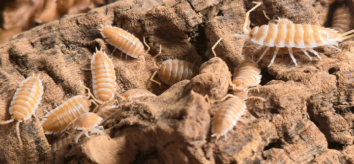 Hoffmannseggii Orange Isopods (Porcellio)