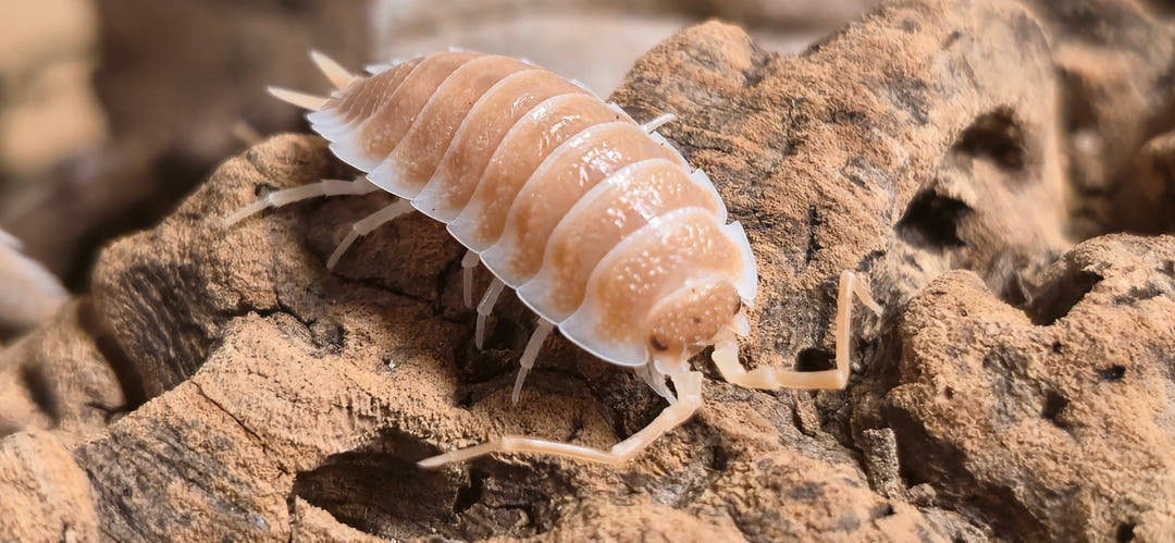 Hoffmannseggii Orange Isopods (Porcellio)