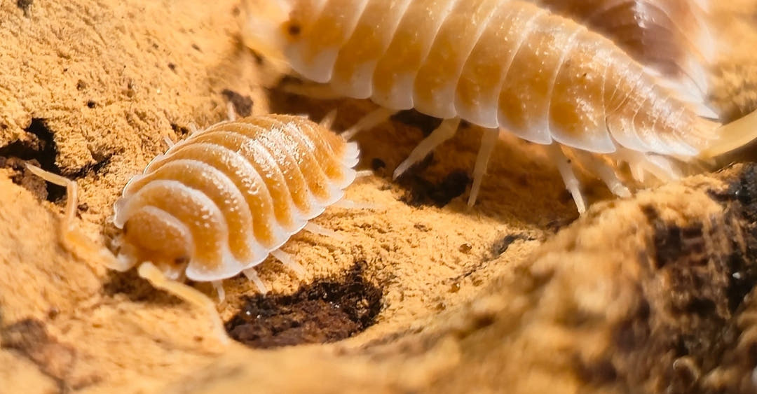 Hoffmannseggii Orange Isopods (Porcellio)