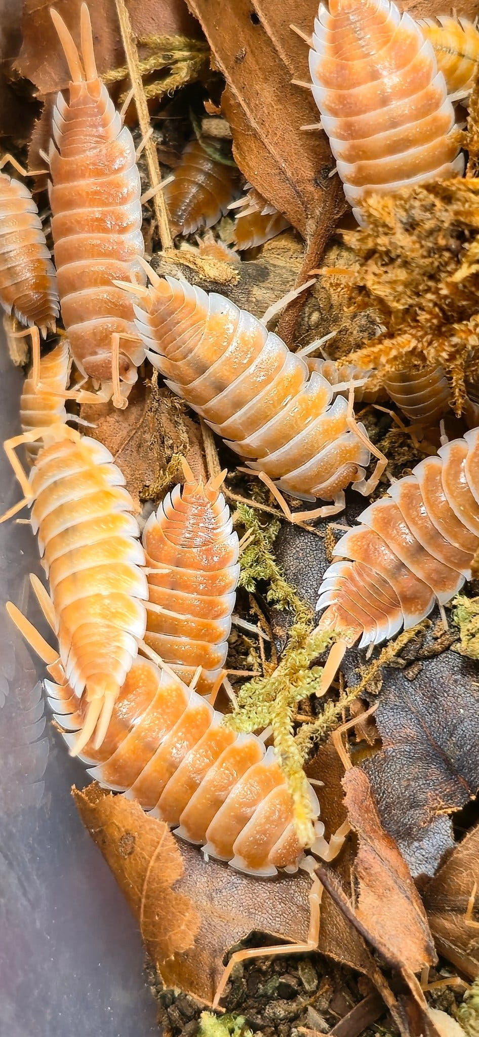 Hoffmannseggii Orange Isopods (Porcellio)