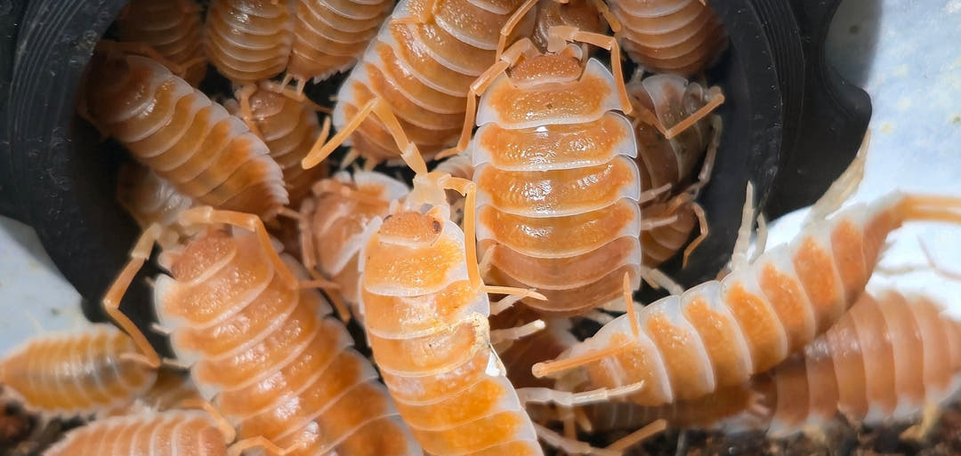 Hoffmannseggii Orange Isopods (Porcellio)