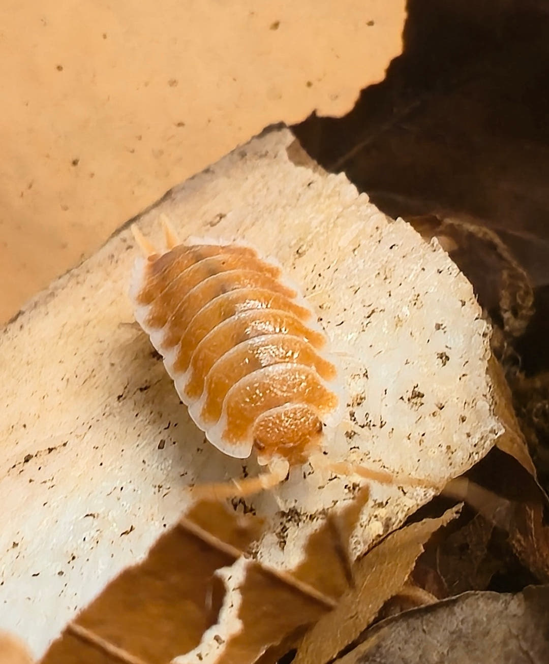Hoffmannseggii Orange Isopods (Porcellio)
