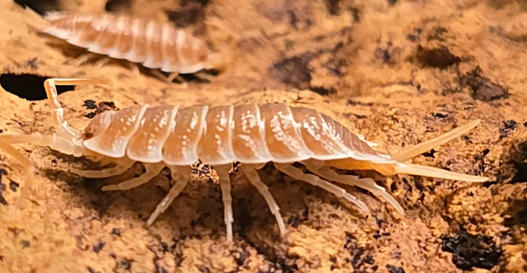 Hoffmannseggii Orange Isopods (Porcellio)