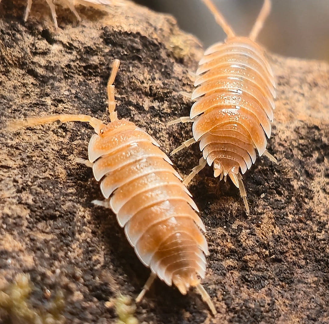 Hoffmannseggii Orange Isopods (Porcellio)