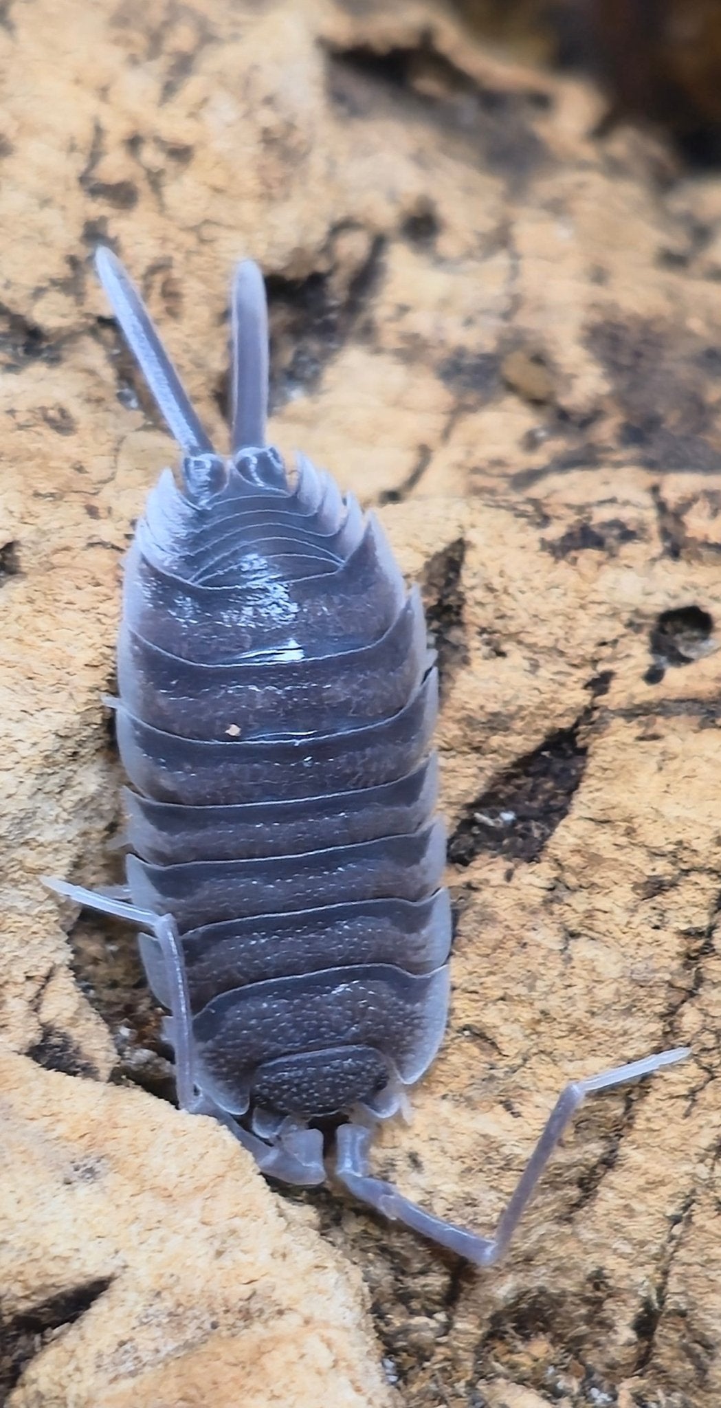 Hoffmannseggii white antenna isopods (Porcellio)