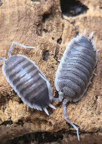 Hoffmannseggii white antenna isopods (Porcellio)