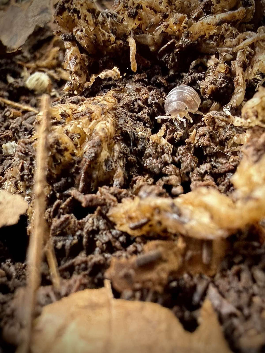 Ignamba sp Nigeria Isopods