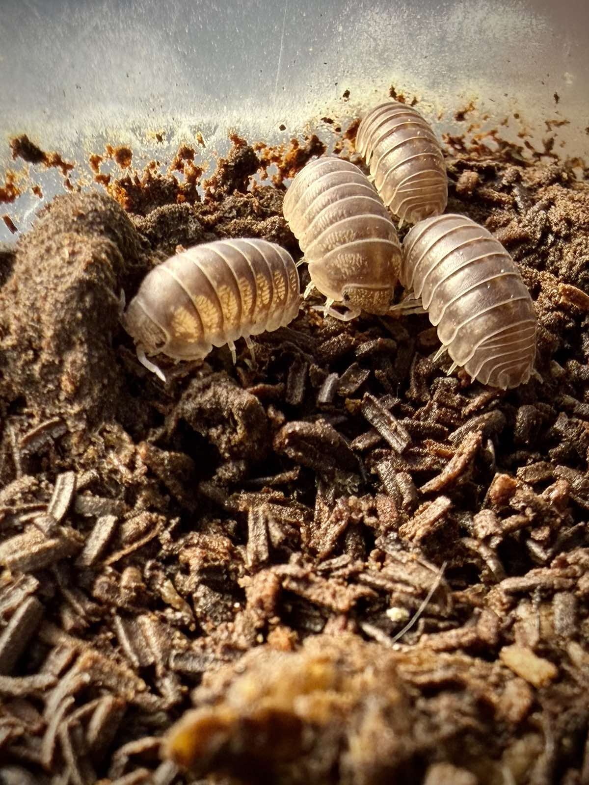 Ignamba sp Nigeria Isopods