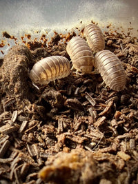Ignamba sp Nigeria Isopods