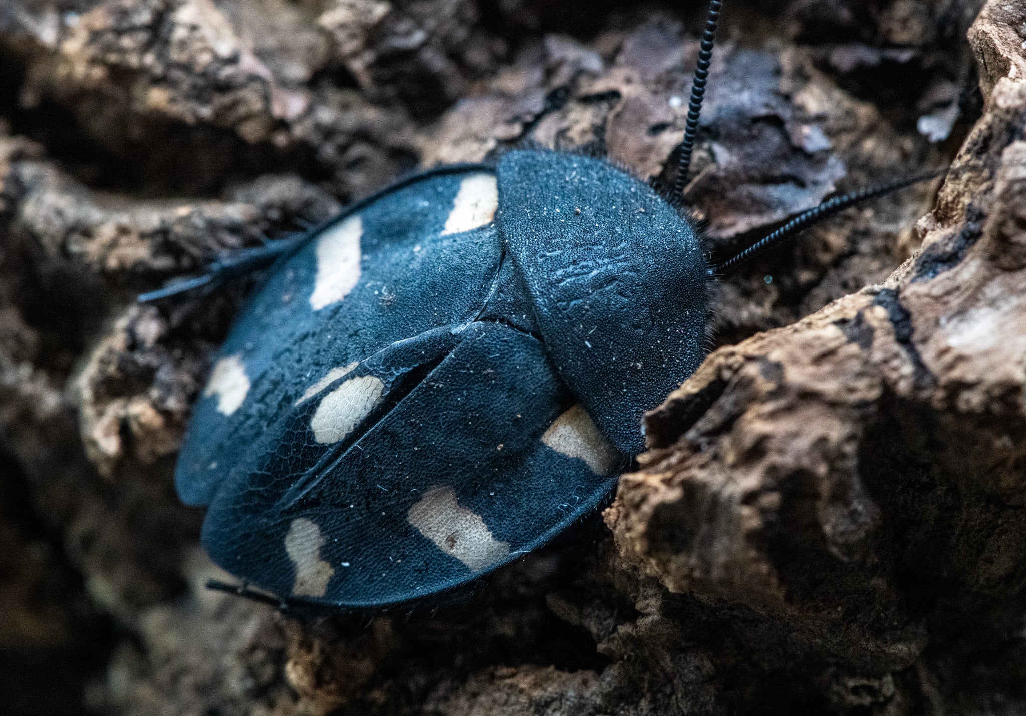 Indian Spotted / Domino Cockroach (Therea petiveriana) | PostPods