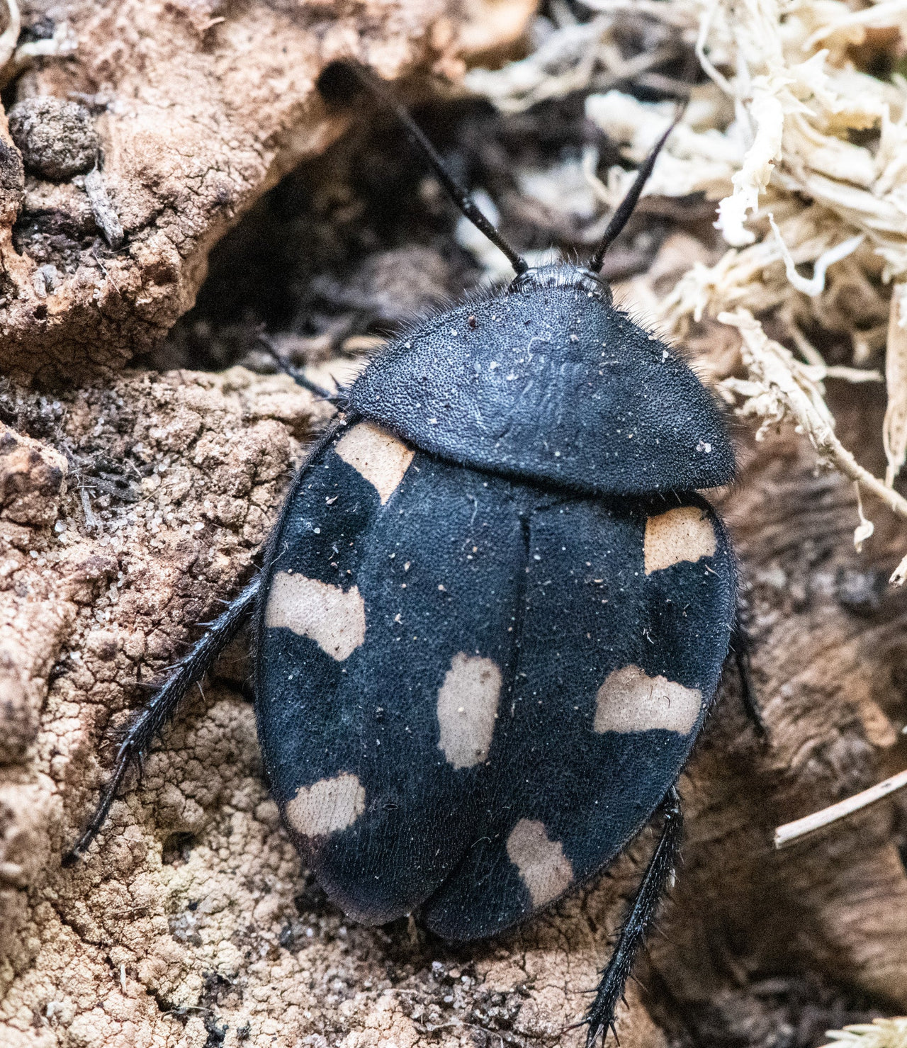 Indian Spotted Cockroach
