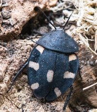 IndianSpottedCockroach