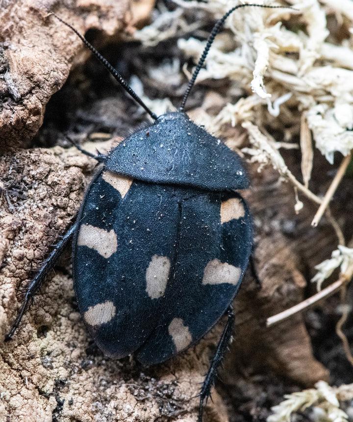 Therea Petiveriana
