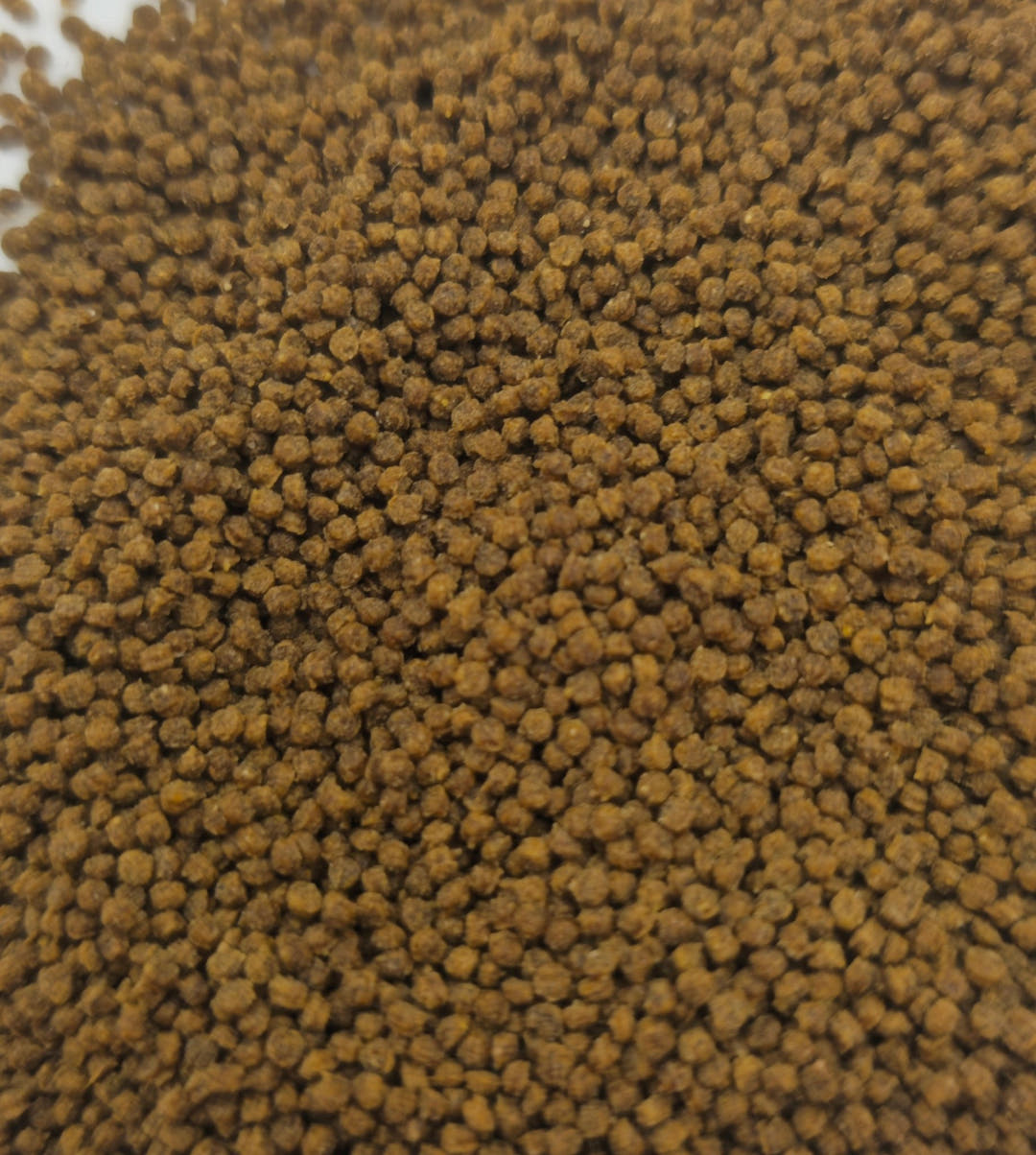 Small round brown insect granules filling the frame, each pellet rough and matt in texture.