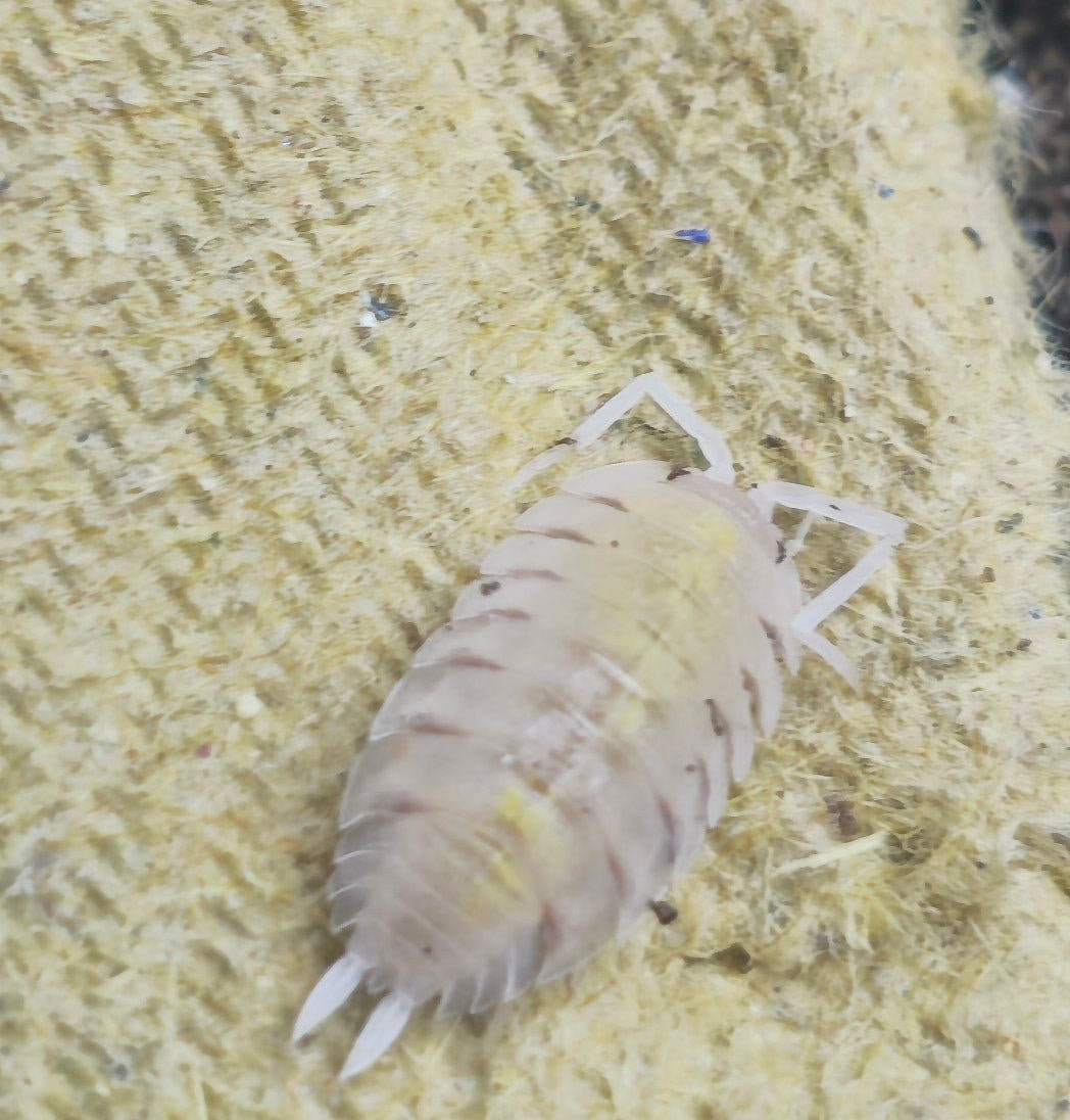 A pale cream Porcellio bolivari &