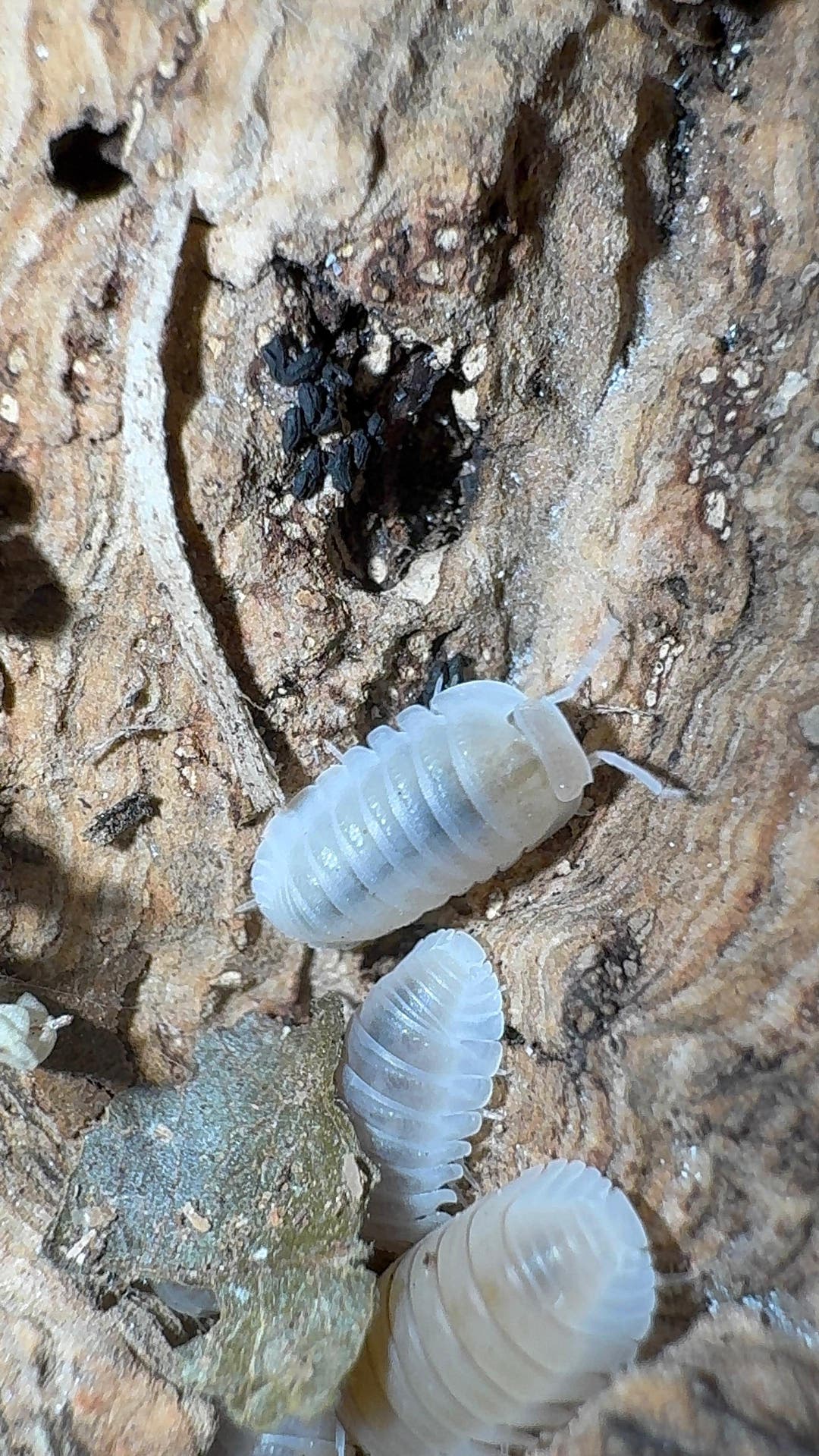 White Panda King isopod, Cubaris sp., almost entirely white with a darker line along the spine