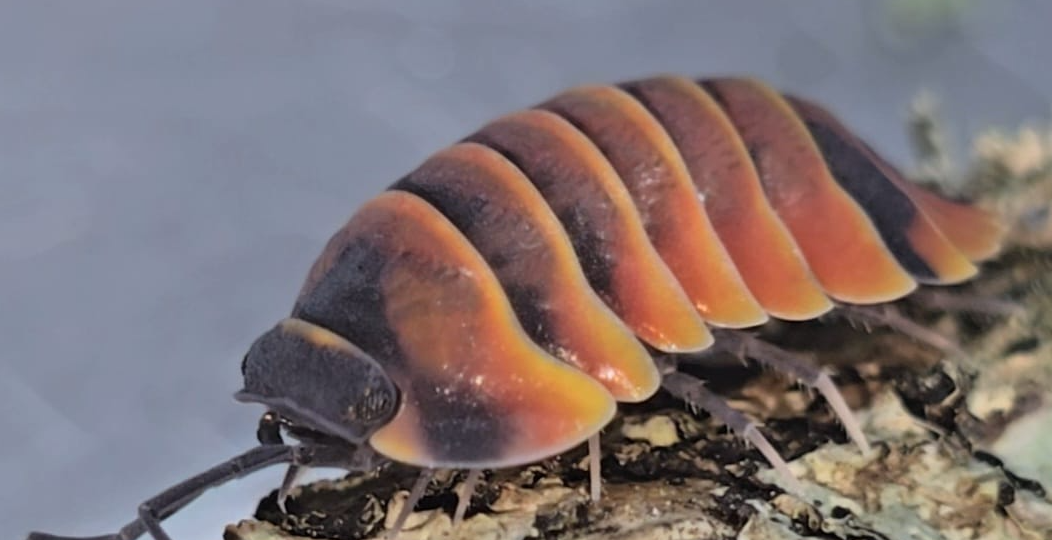 Springtail Bites: Understanding Behavior and Safety | Isopods For Sale ...